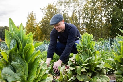 Green City Farmin yhteistyöpelto.